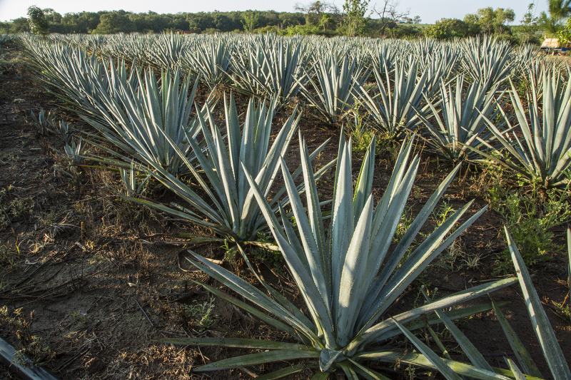 El campo del agave