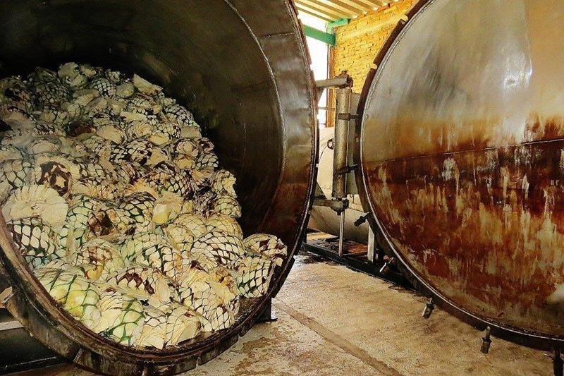 Cocimiento del agave, la magia de la miel